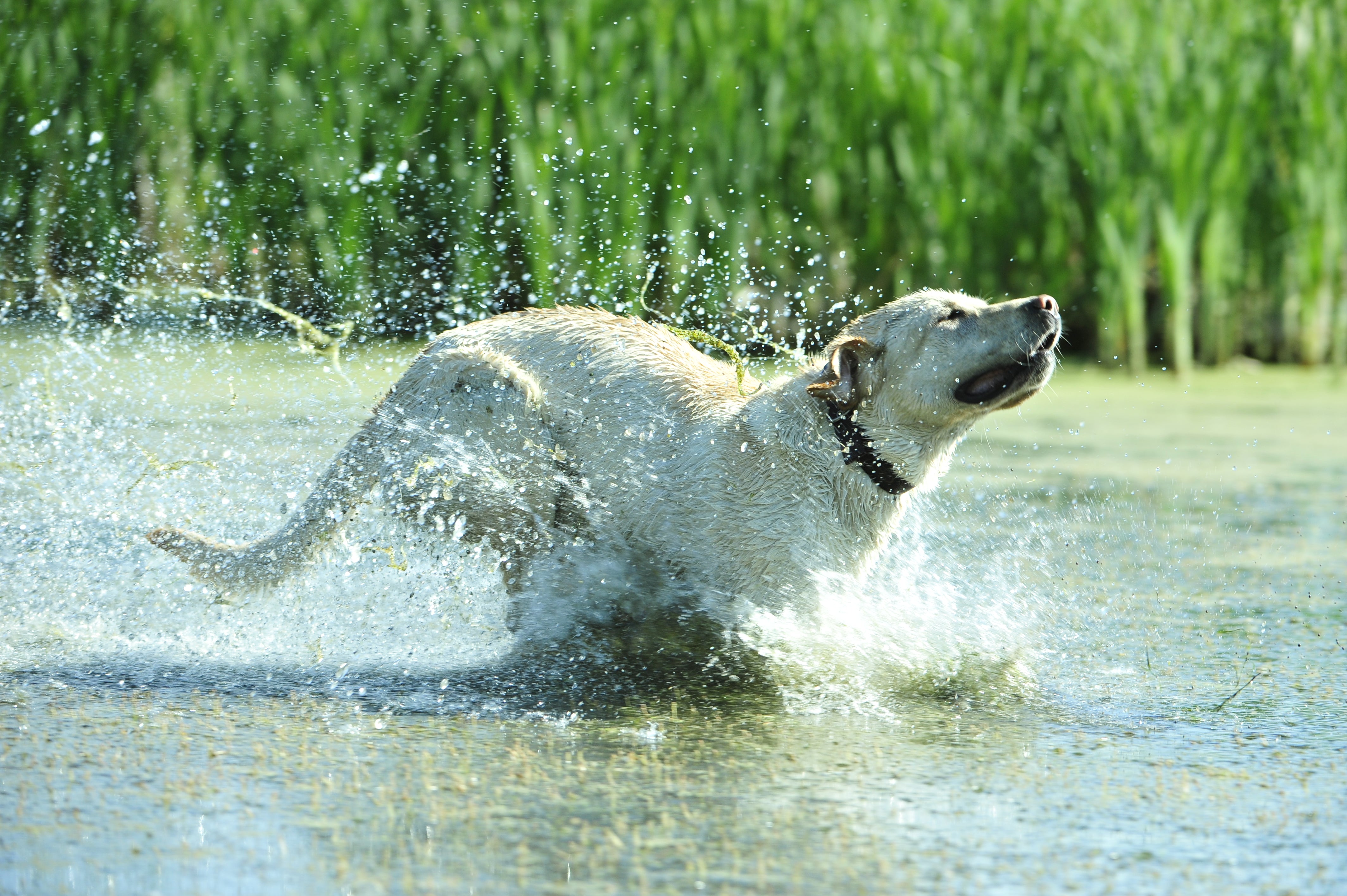 Summer’s Silent Killer: Canine Heat Stroke – Boyt Harness