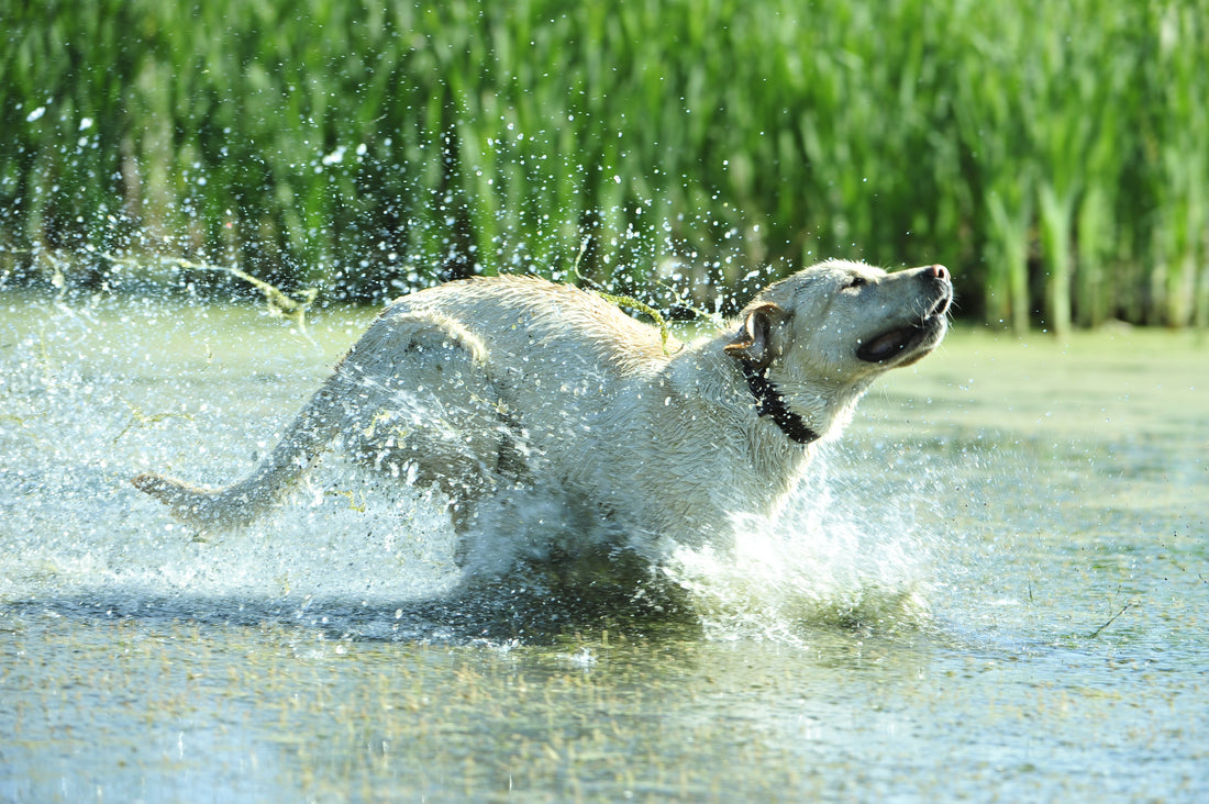 Summer’s Silent Killer: Canine Heat Stroke