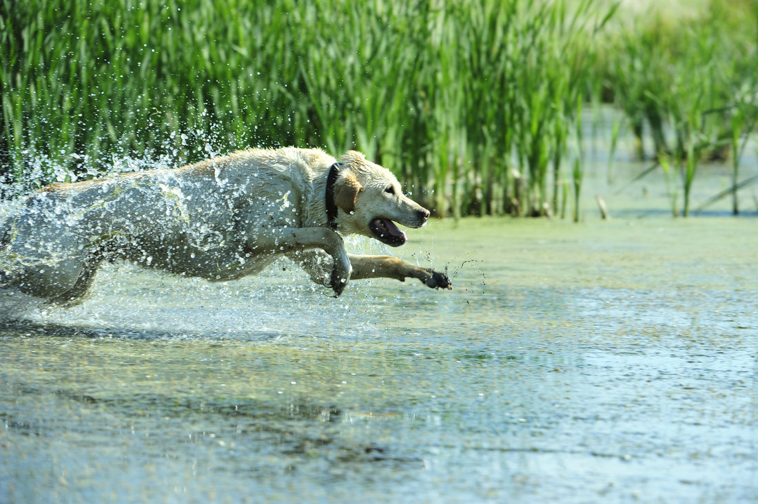 Leptospirosis: Contagious bacterial disease, all dogs susceptible ...