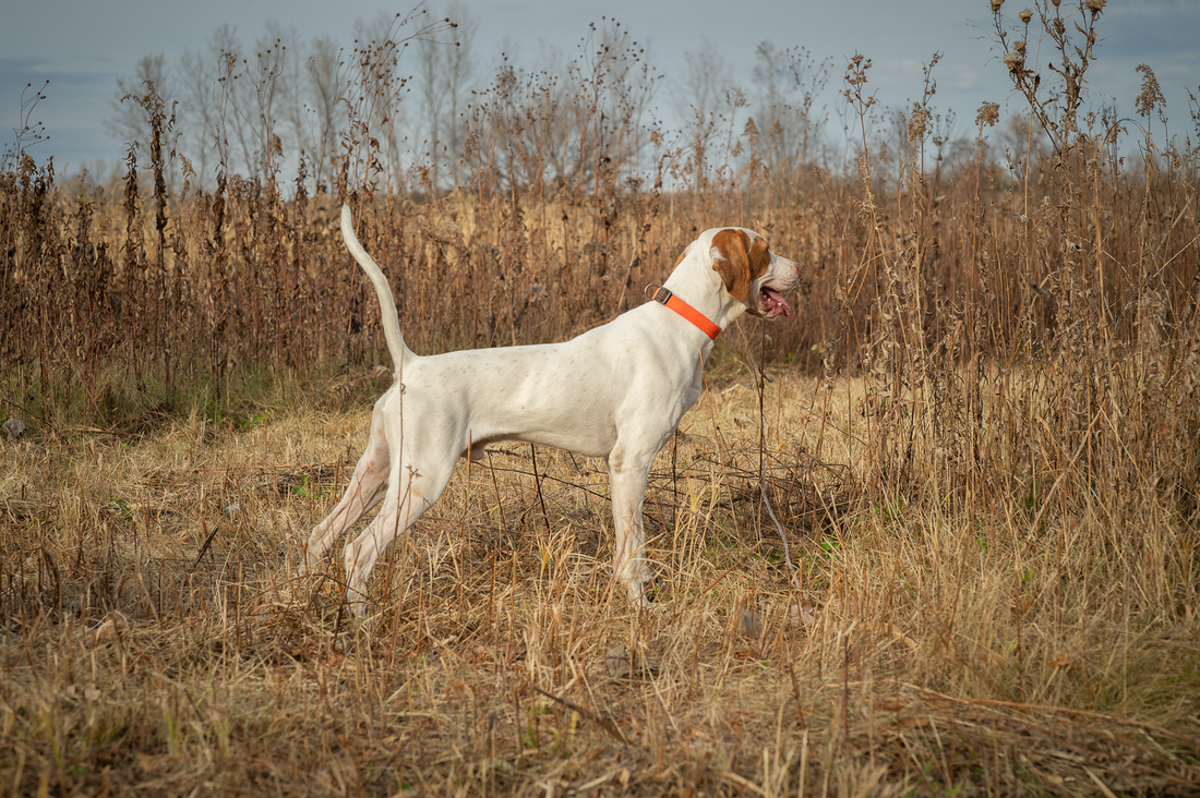 Dog Poisoning by Rodenticide